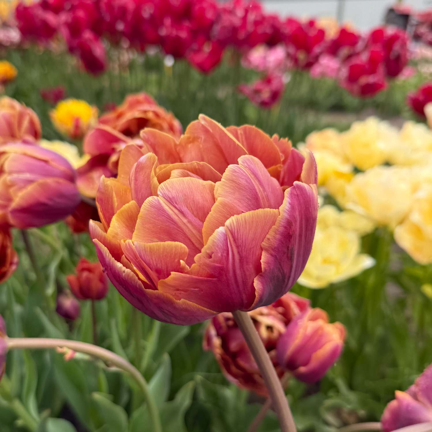 Tulipe 'Brazil'